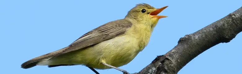 Icterine Warbler. Singing on a branch. Yellow underside, while the upper side is olive green. Has a rather long beak.