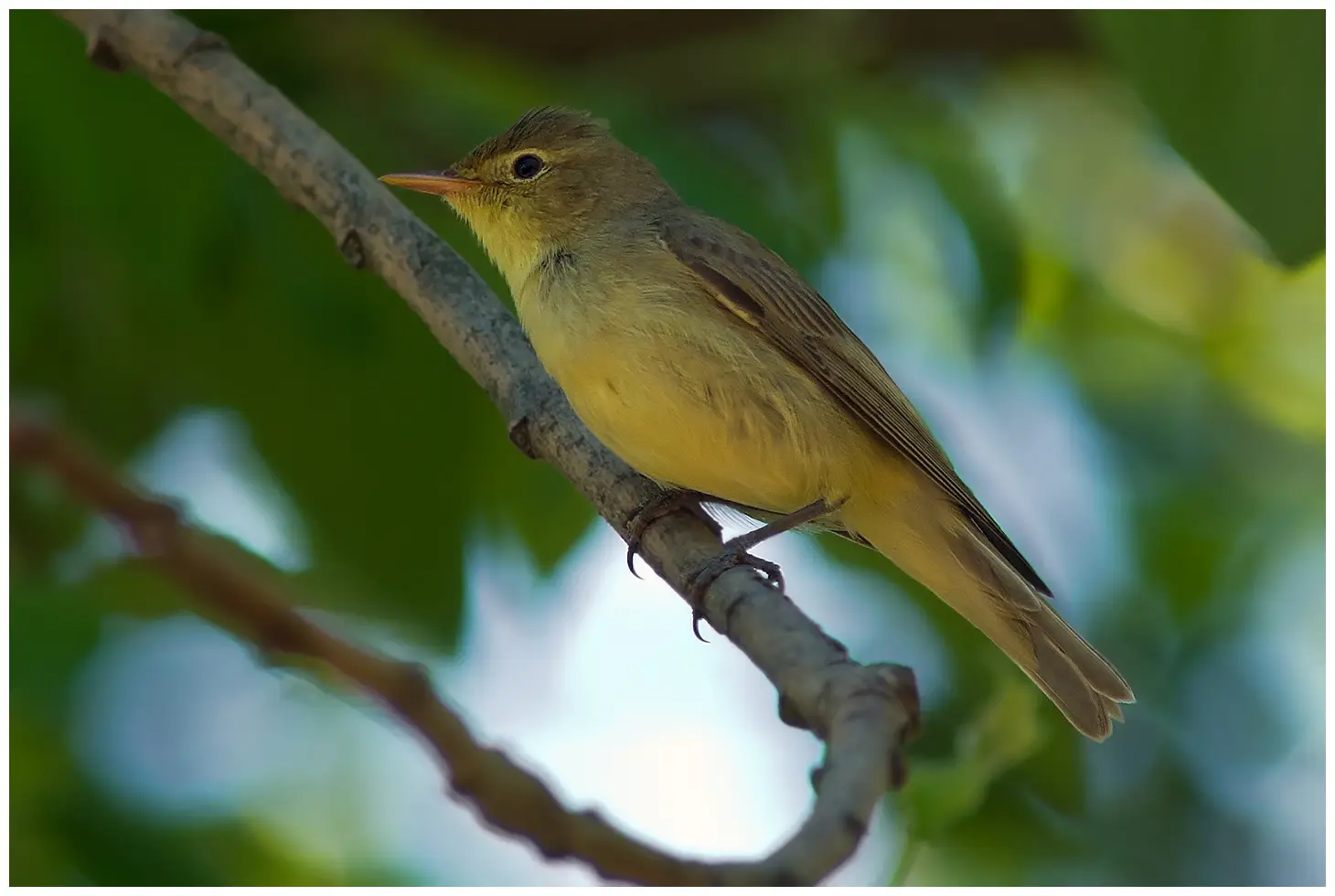 Icterine Warbler