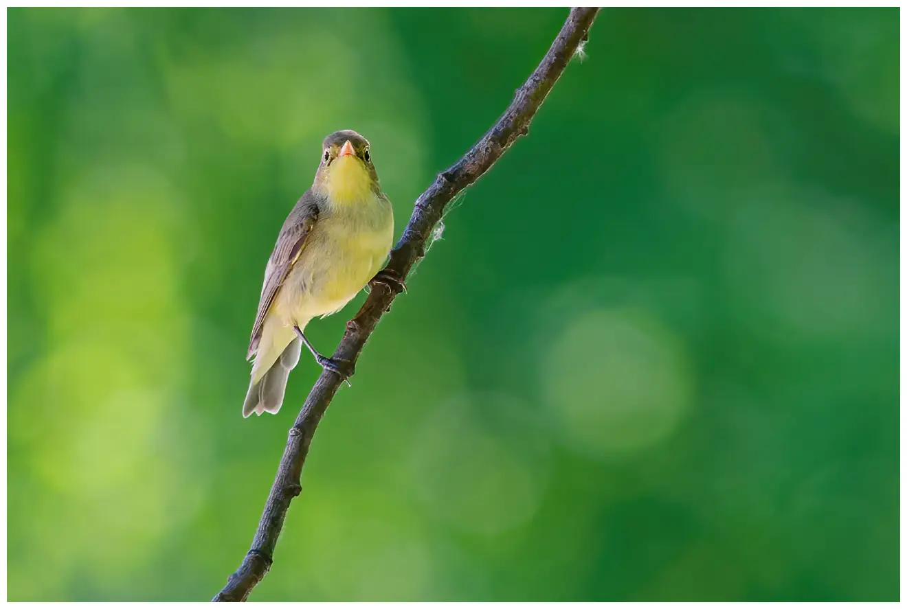 Icterine Warbler