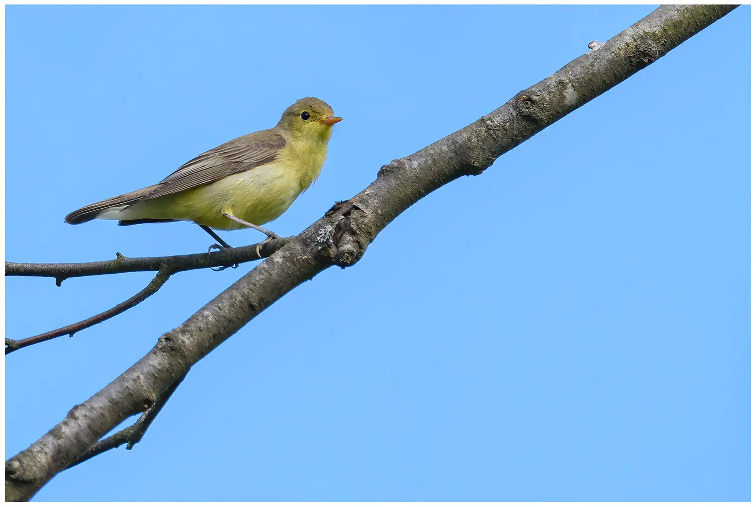 Icterine Warbler