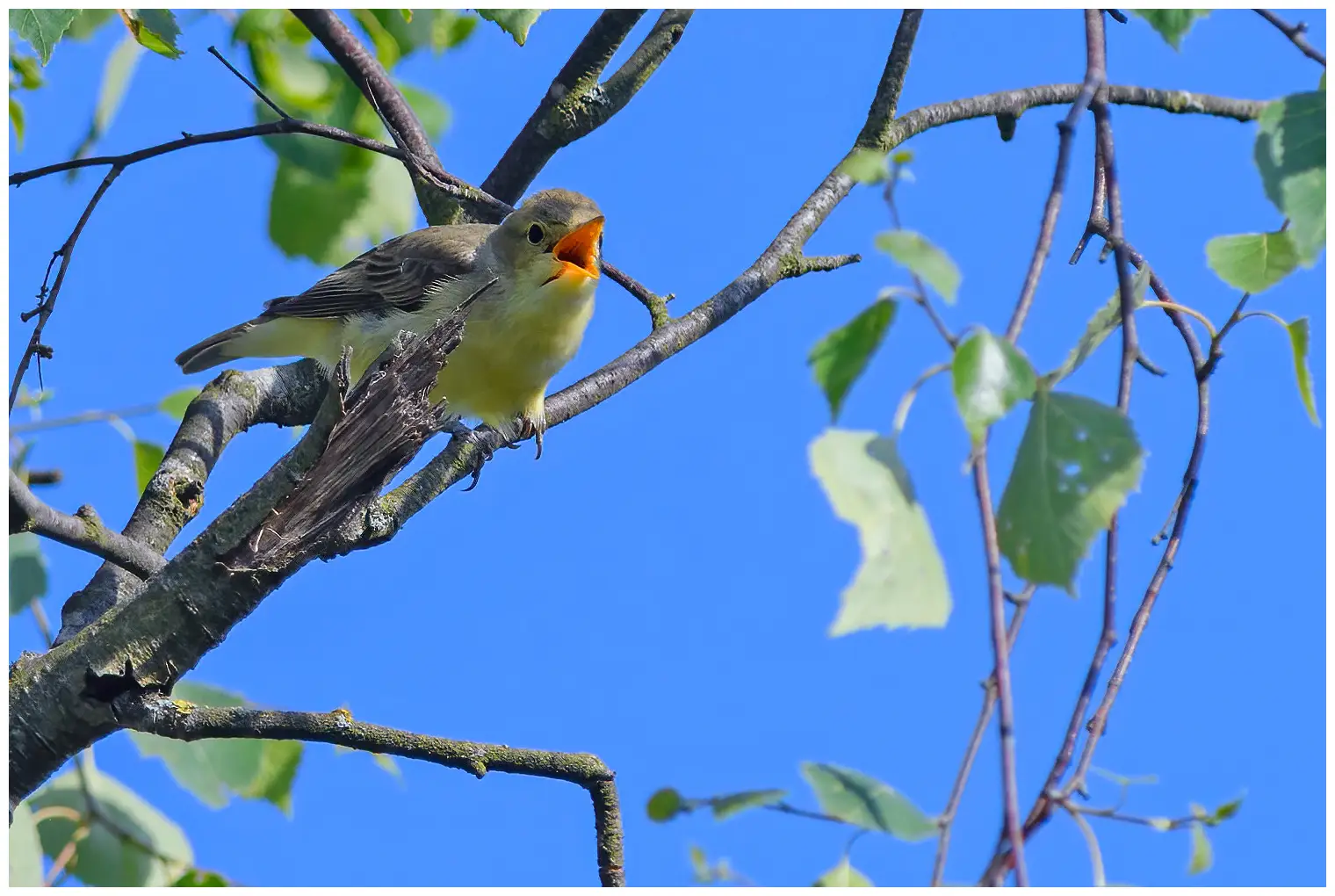 Icterine Warbler