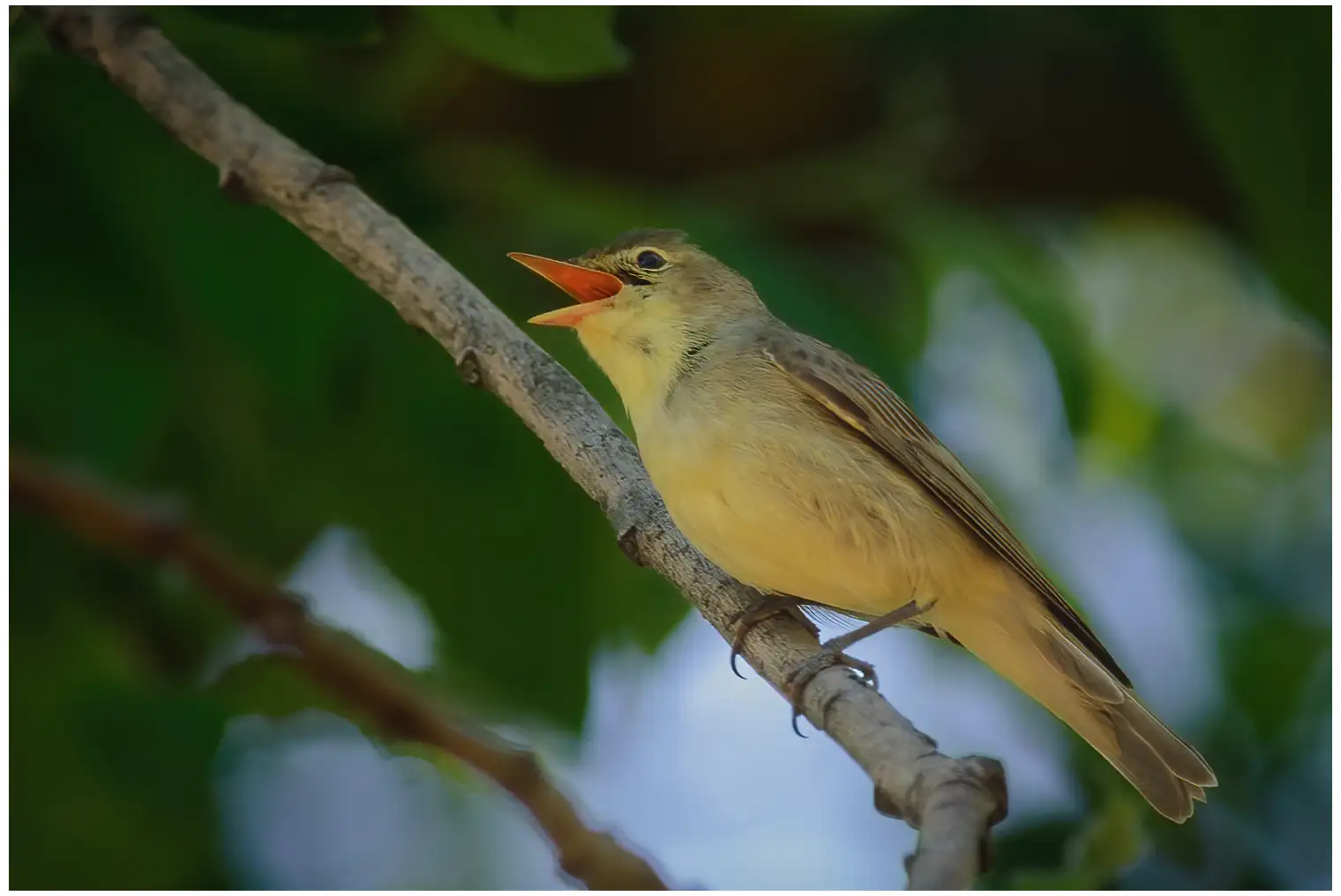 Icterine Warbler