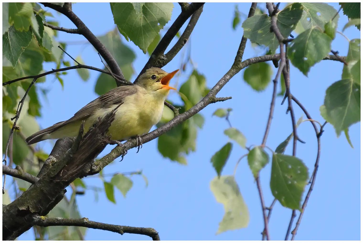 Icterine Warbler
