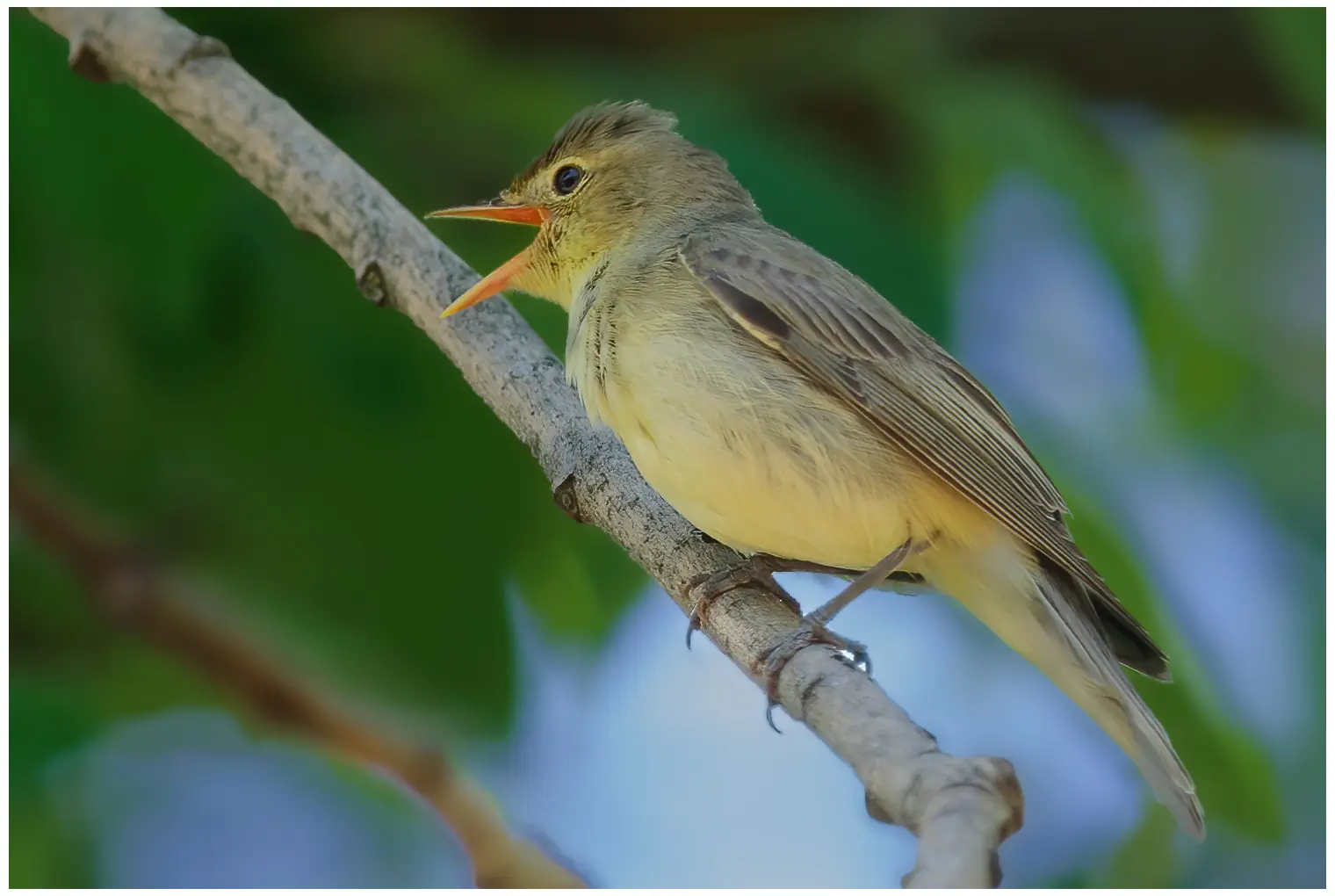 Icterine Warbler