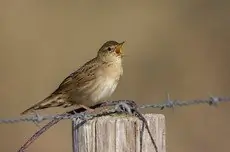 Grasshopper-Warbler