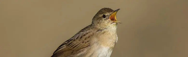 Grasshopper-Warbler. Singing on a fence post with barbed wire. Striped plumage. Both back and wings have dark stripes on the brown base color.