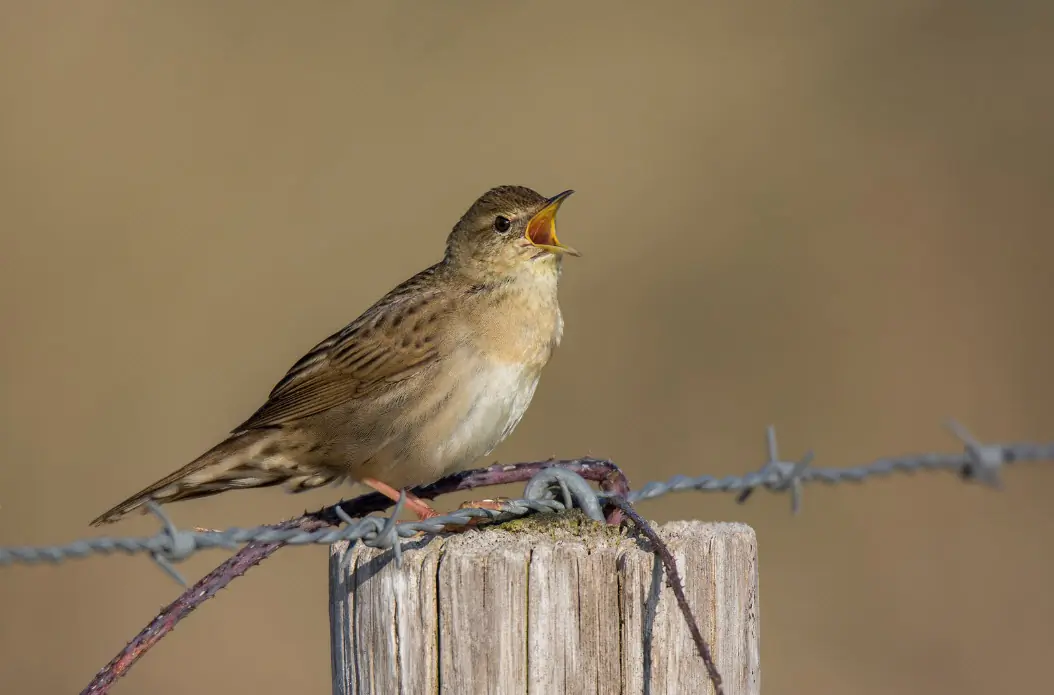 Grasshopper-Warbler. Singing on a fence post with barbed wire. Striped plumage. Both back and wings have dark stripes on the brown base color.