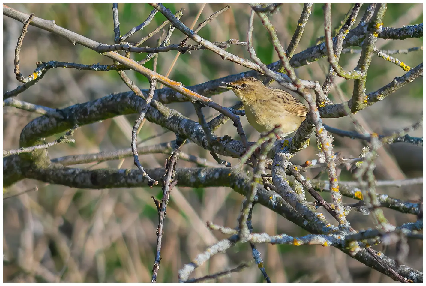 Grasshopper-Warbler