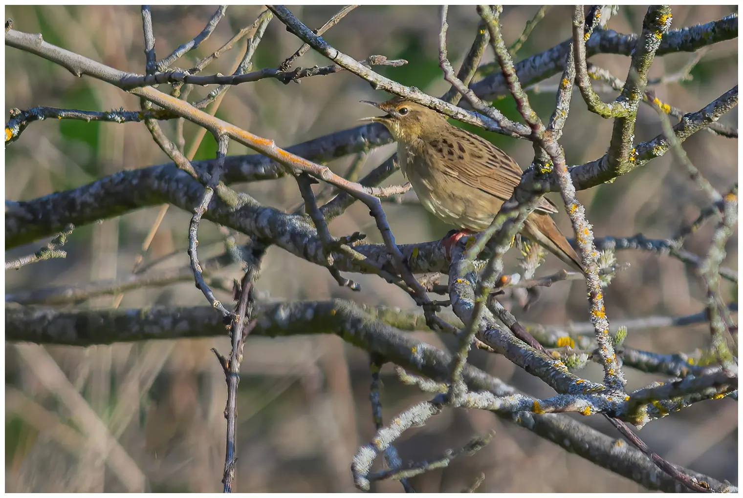 Grasshopper-Warbler