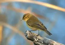 Chiffchaff
