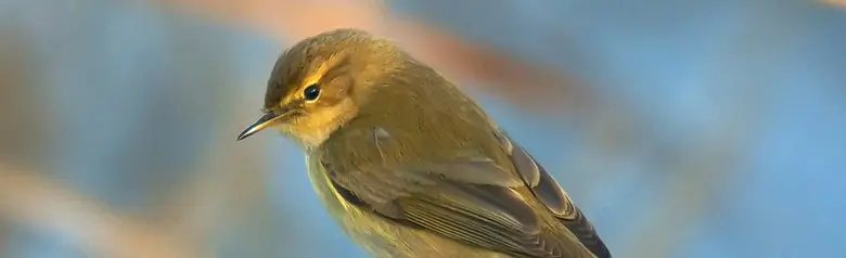 Chiffchaff. Sitting on a branch and looking down. The plumage is grey-green on the upper side and grey-white on the underside.