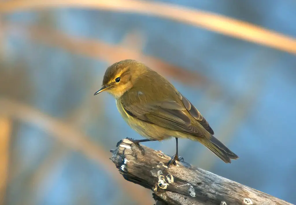 Chiffchaff. Sitting on a branch and looking down. The plumage is grey-green on the upper side and grey-white on the underside.