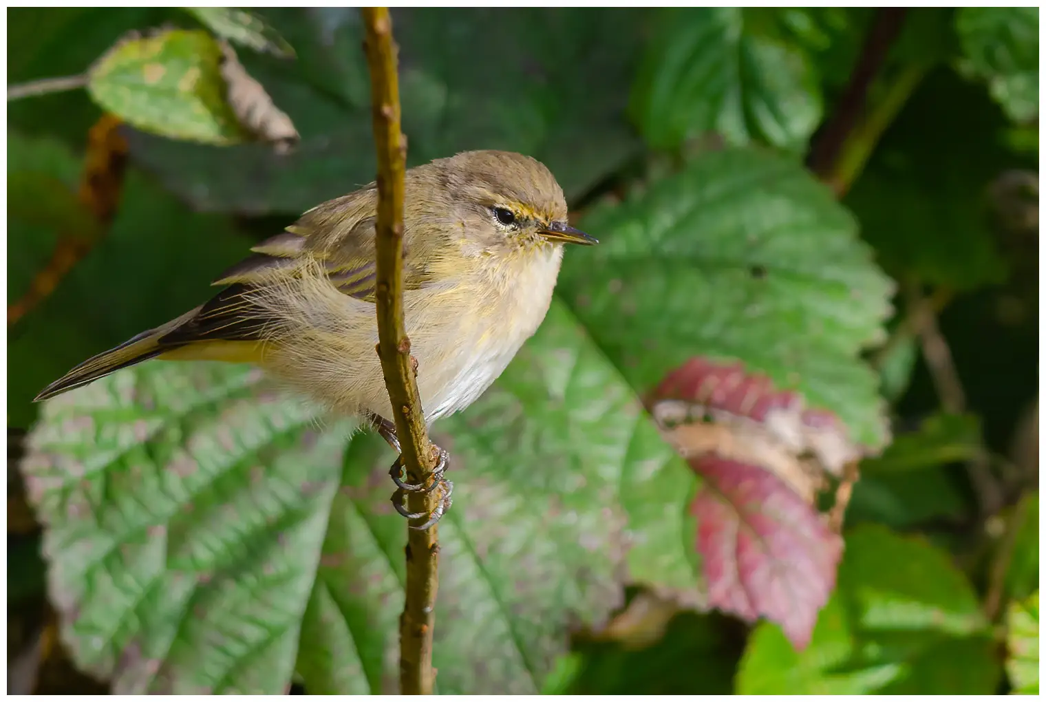 Chiffchaff