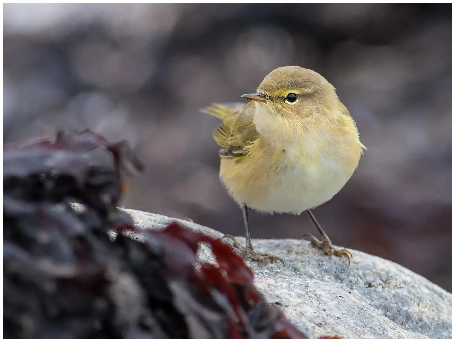 Chiffchaff