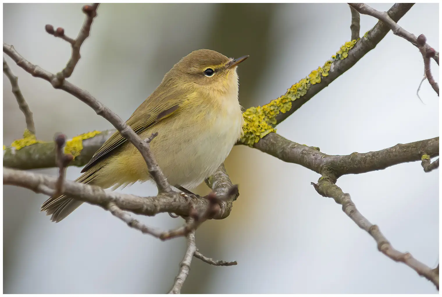 Chiffchaff