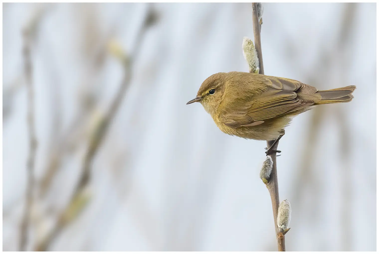 Chiffchaff