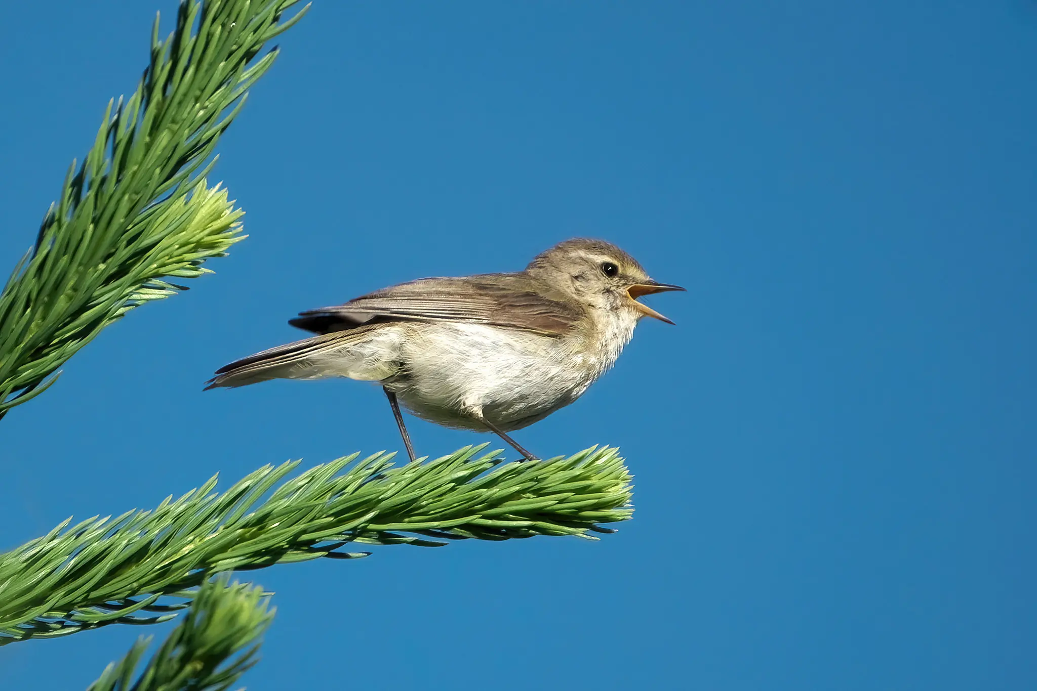 Chiffchaff