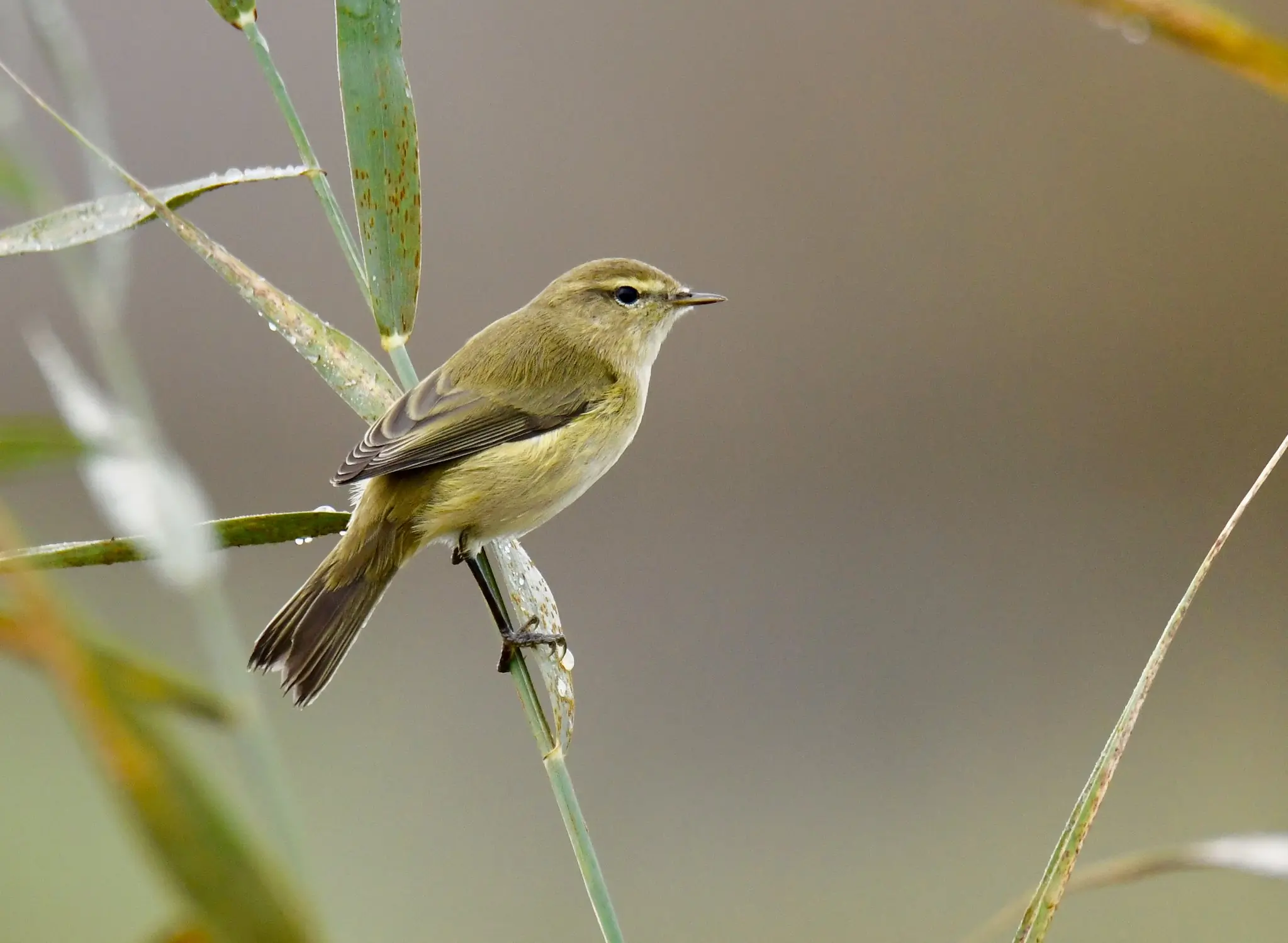 Chiffchaff