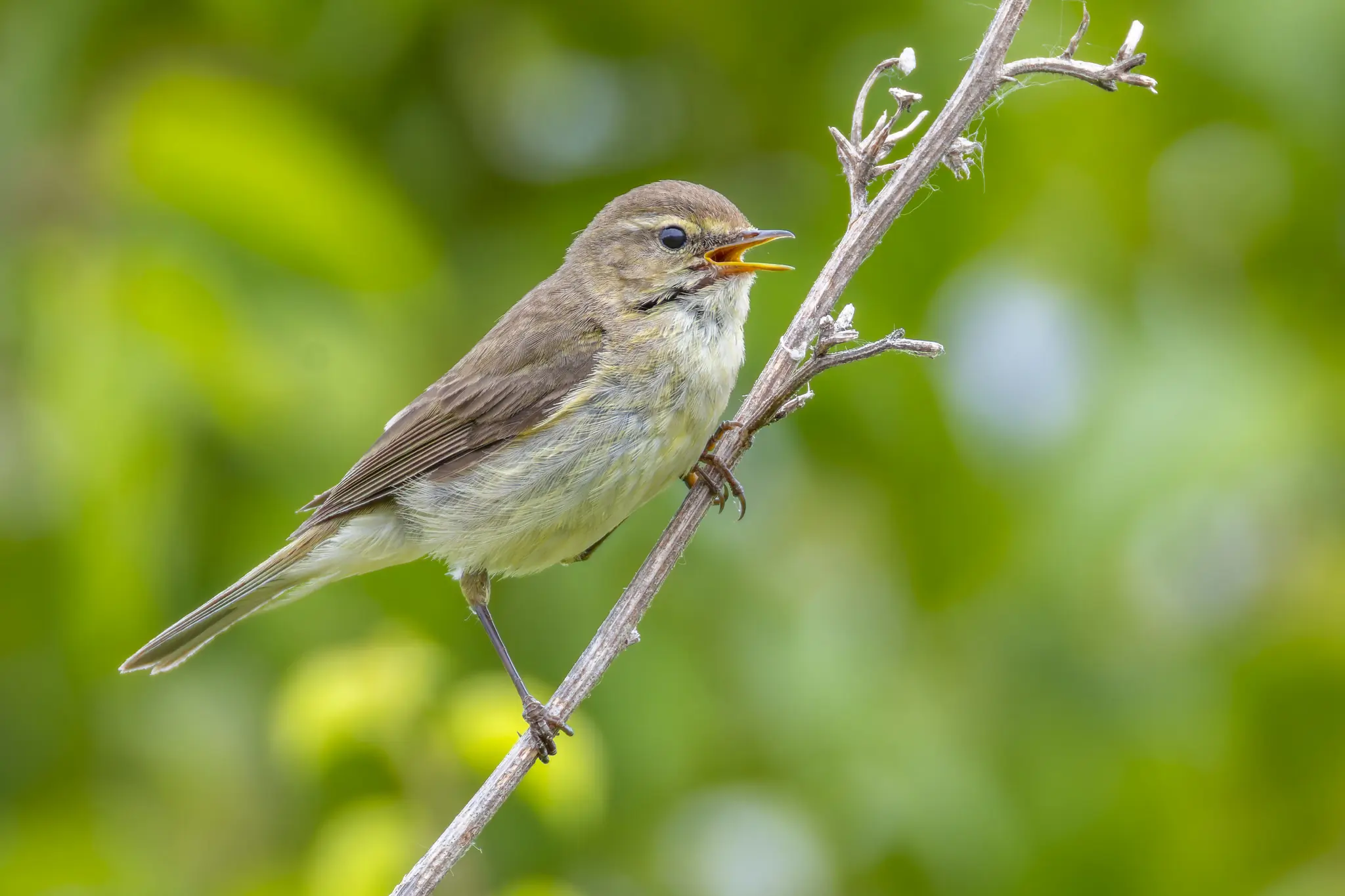 Chiffchaff