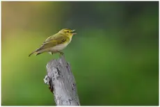 Wood Warbler