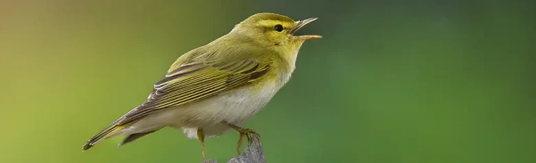 Wood Warbler. Singing on a withered branch. Pale yellow face and breast and a pure white underside; the upper side is green like moss.