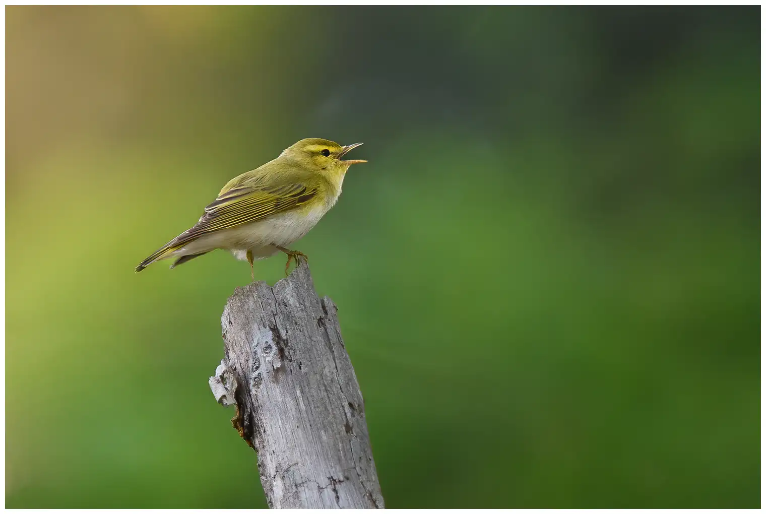 Wood Warbler. Singing on a withered branch. Pale yellow face and breast and a pure white underside; the upper side is green like moss.