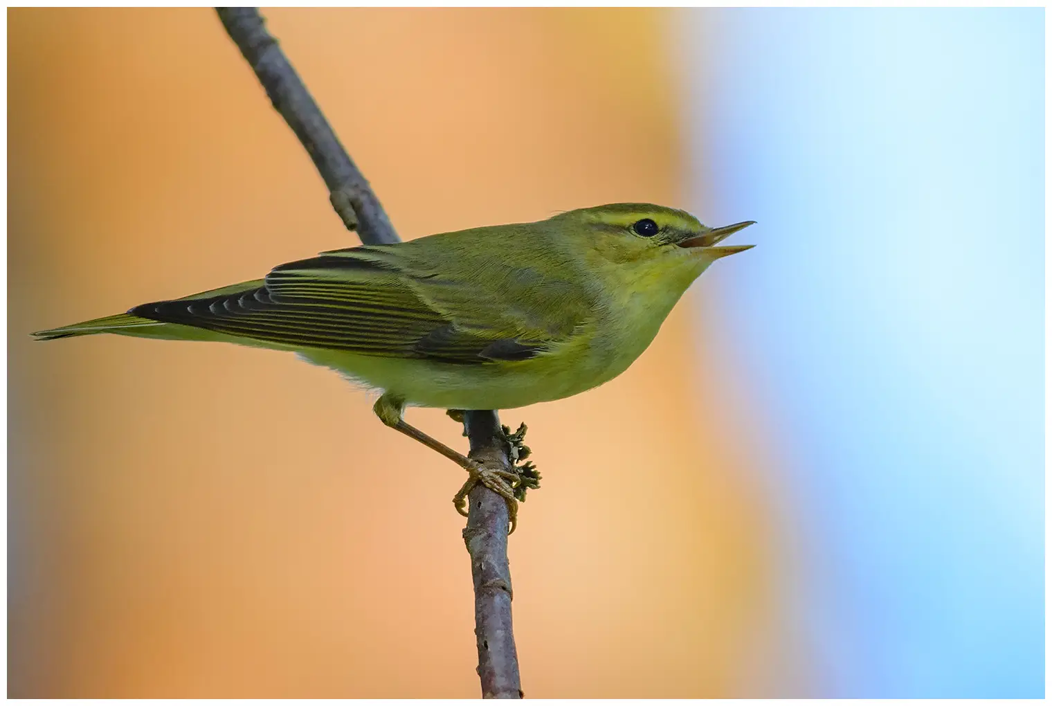Wood Warbler