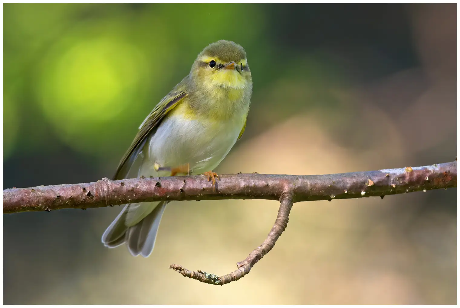 Wood Warbler