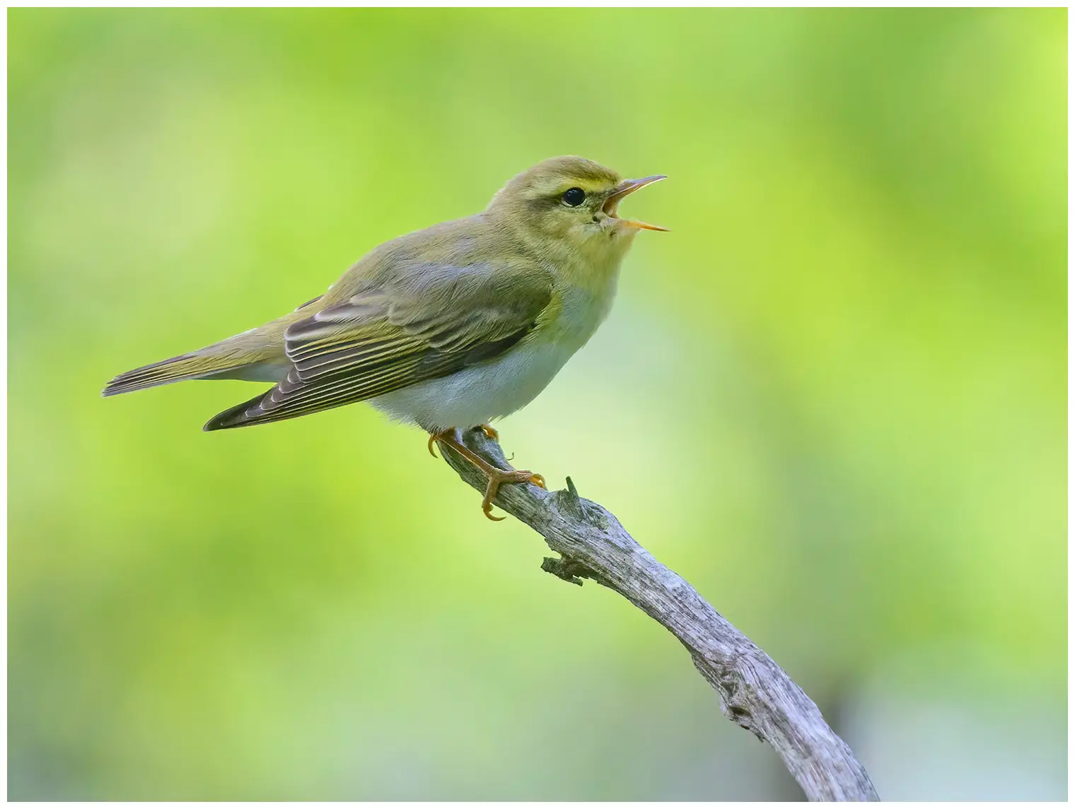 Wood Warbler