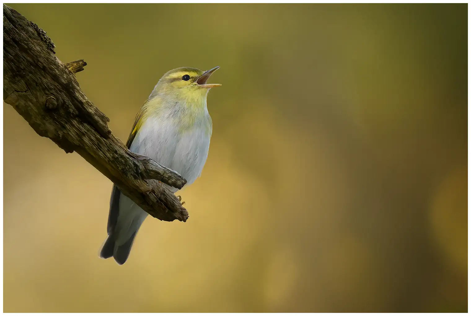 Wood Warbler