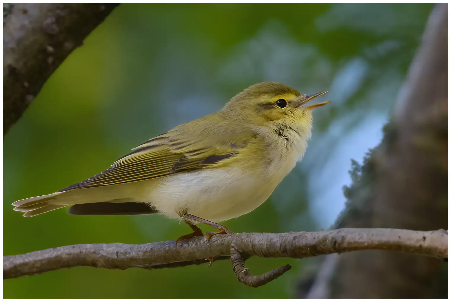 Wood Warbler