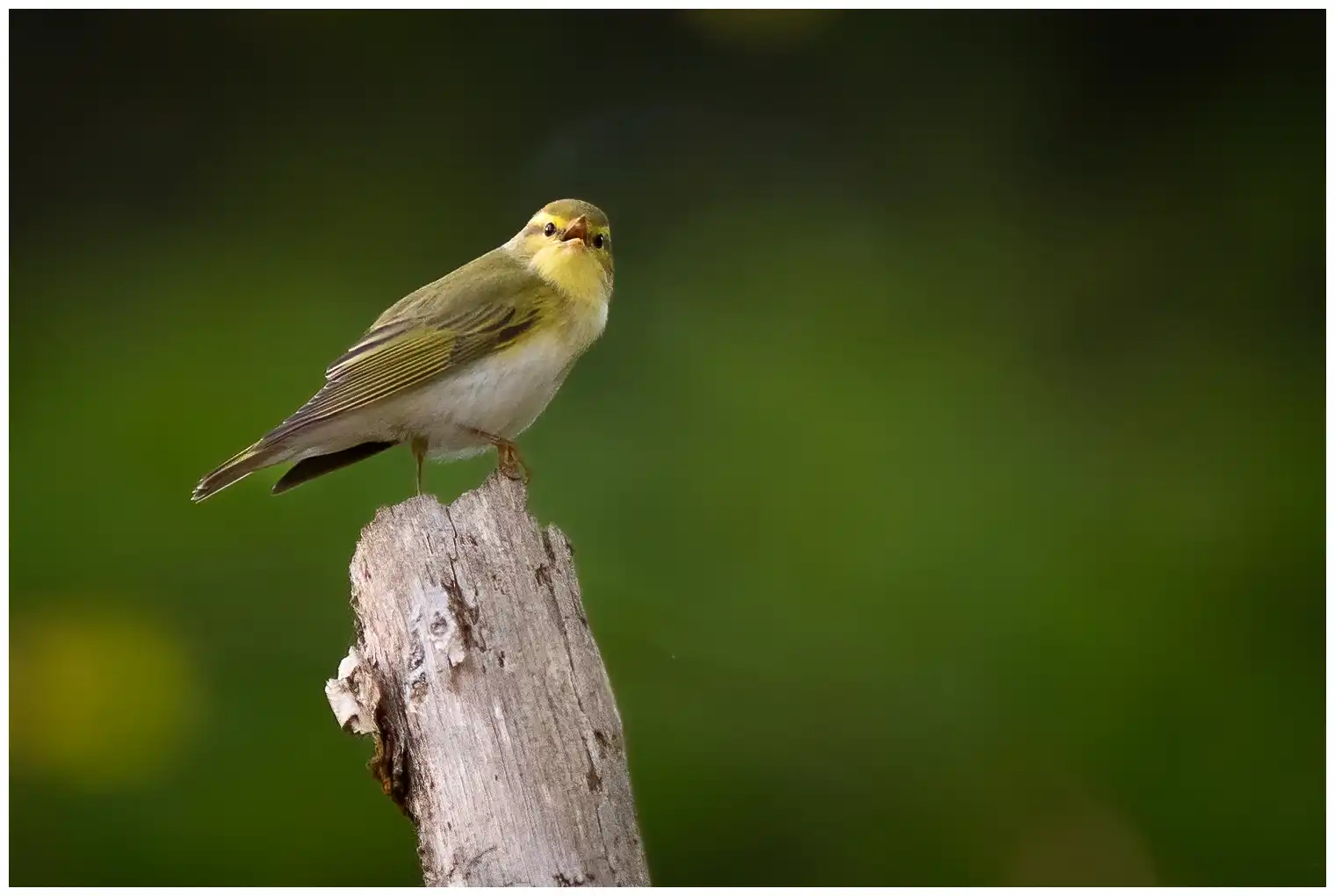Wood Warbler