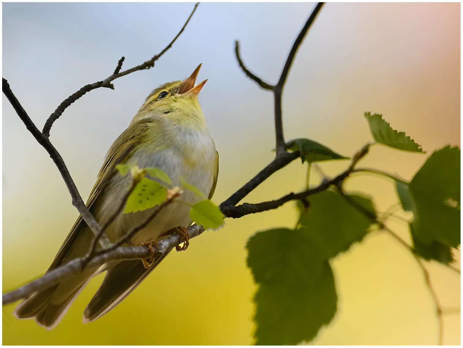 Wood Warbler