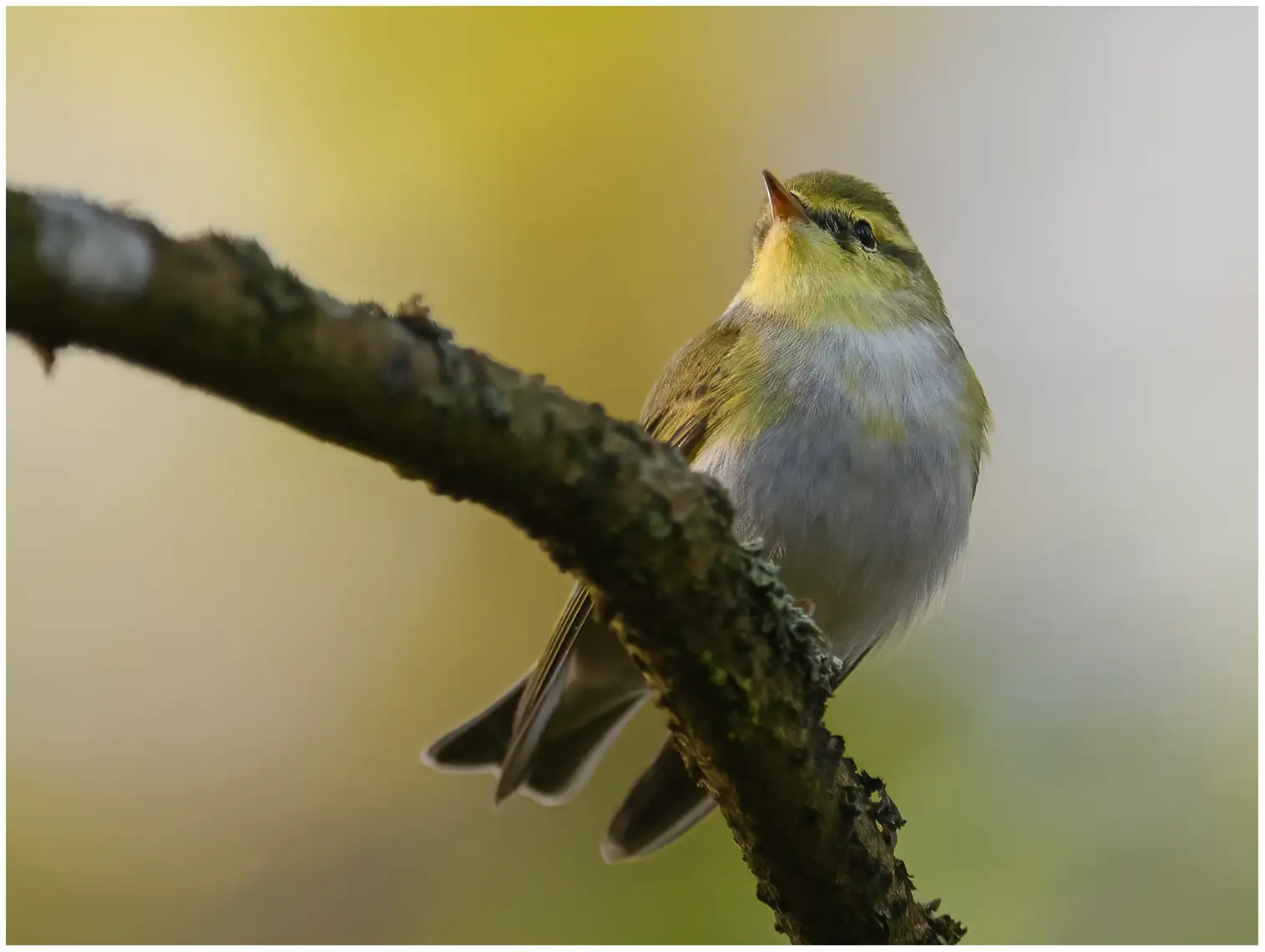 Wood Warbler