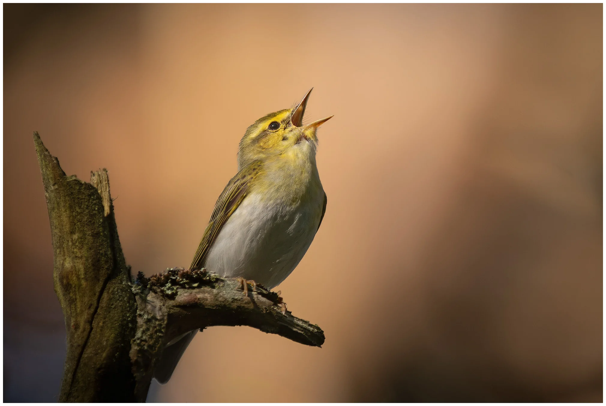 Wood Warbler