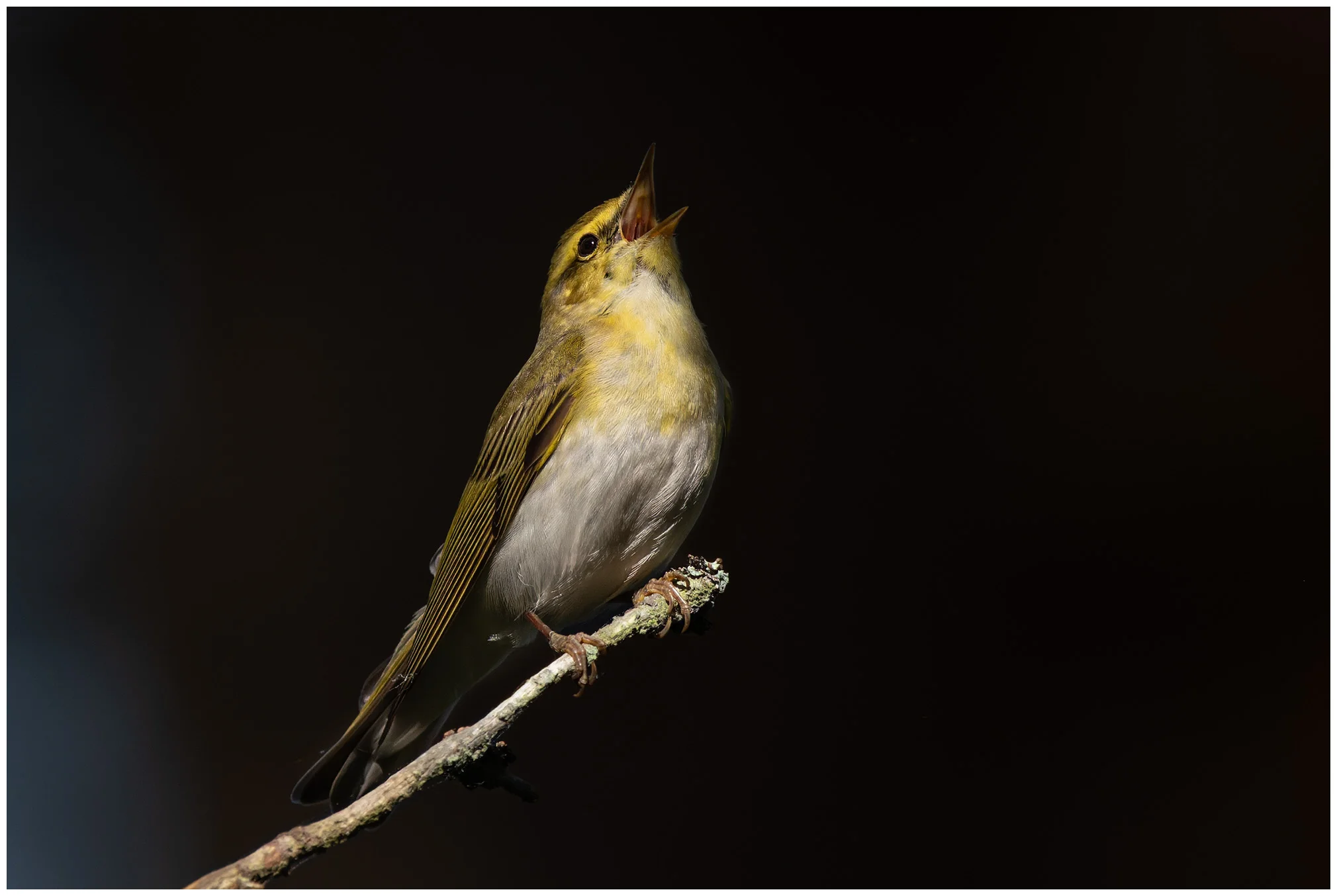 Wood Warbler
