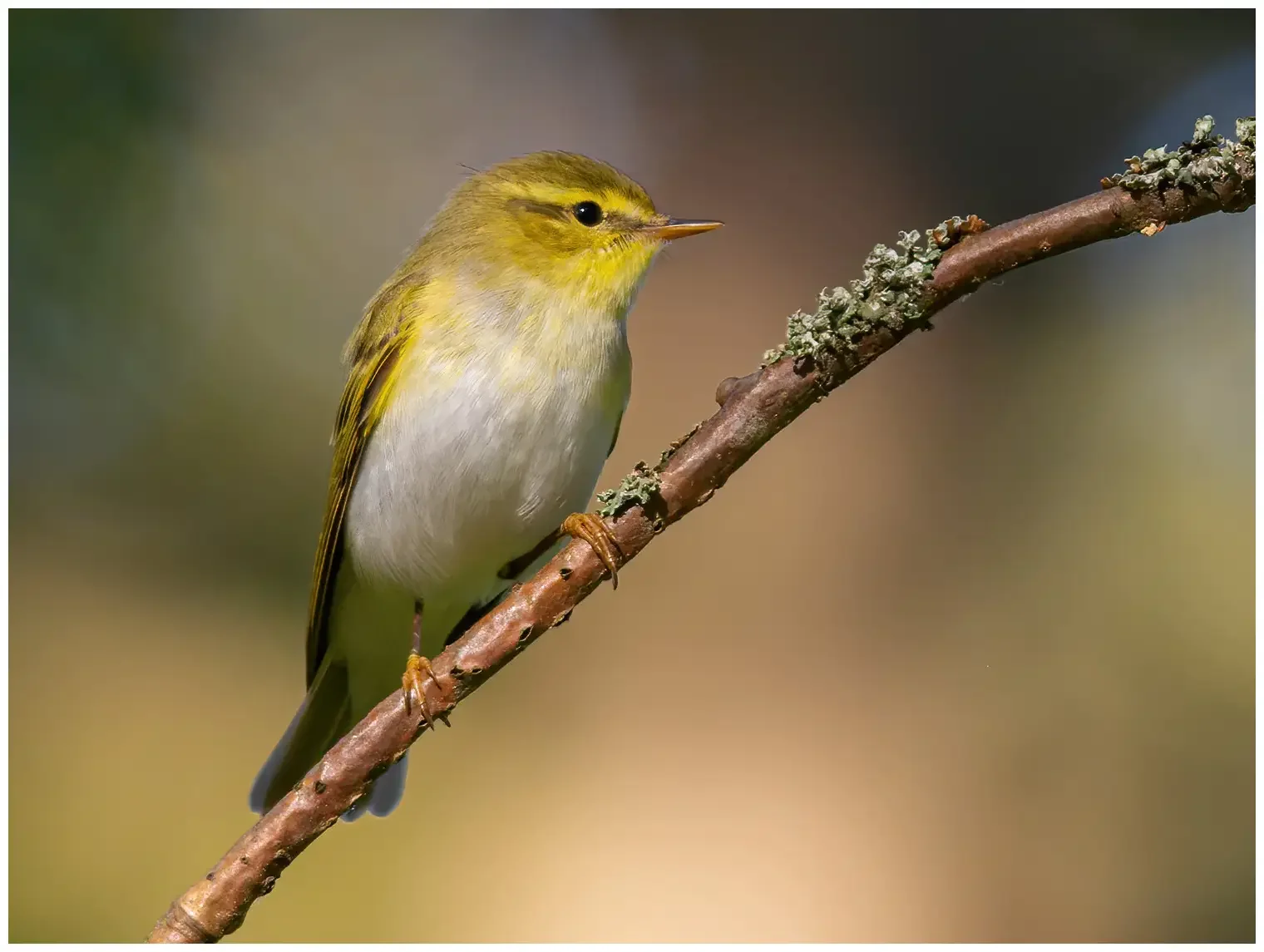 Wood Warbler
