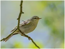 Willow Warbler