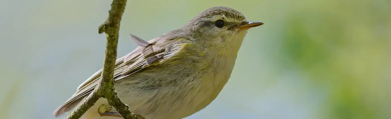Willow Warbler. (Phylloscopus trochilus) Sitting on a branch. Its feet are gripping a thin twig.