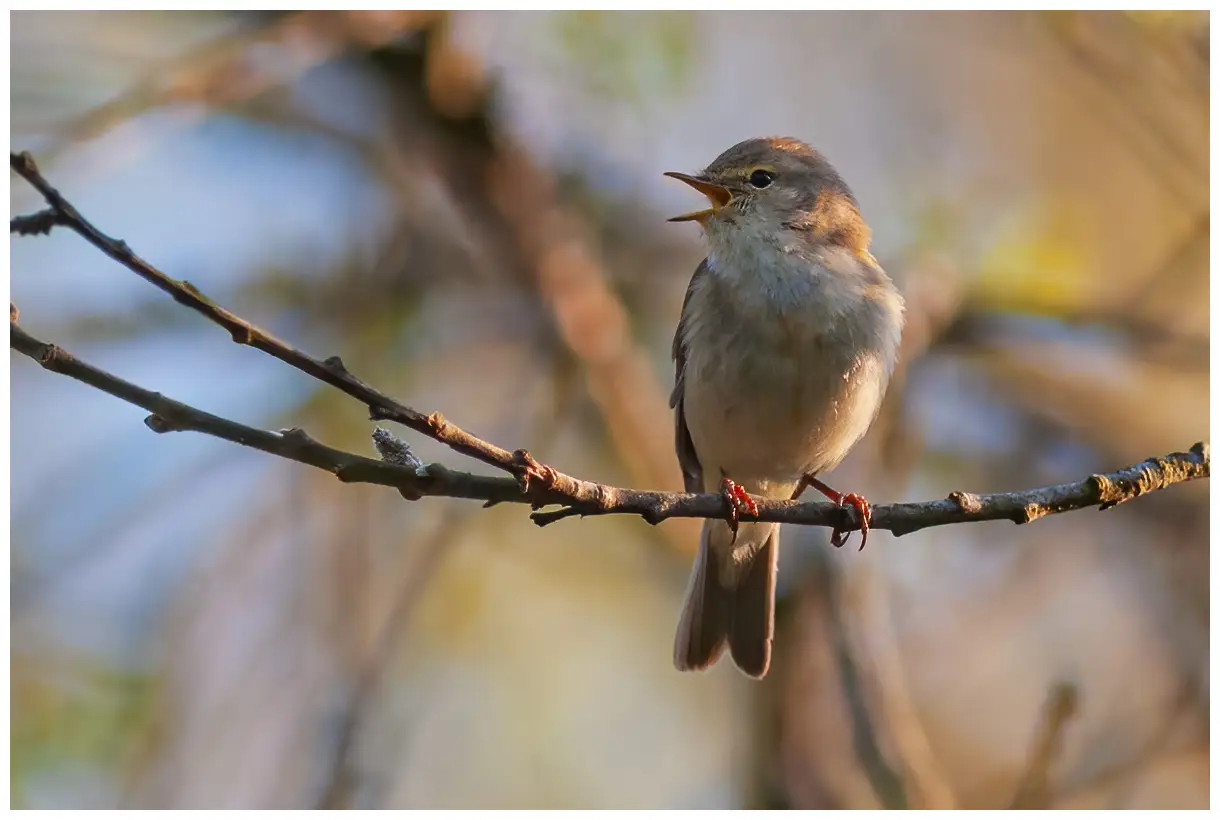 Willow Warbler