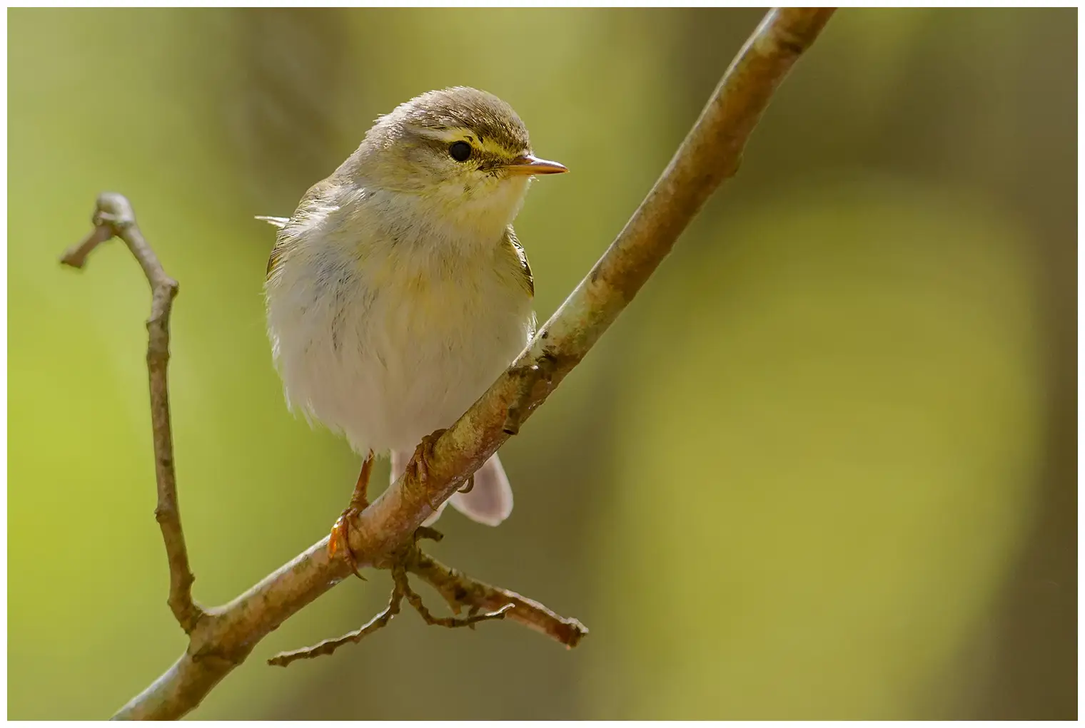 Willow Warbler