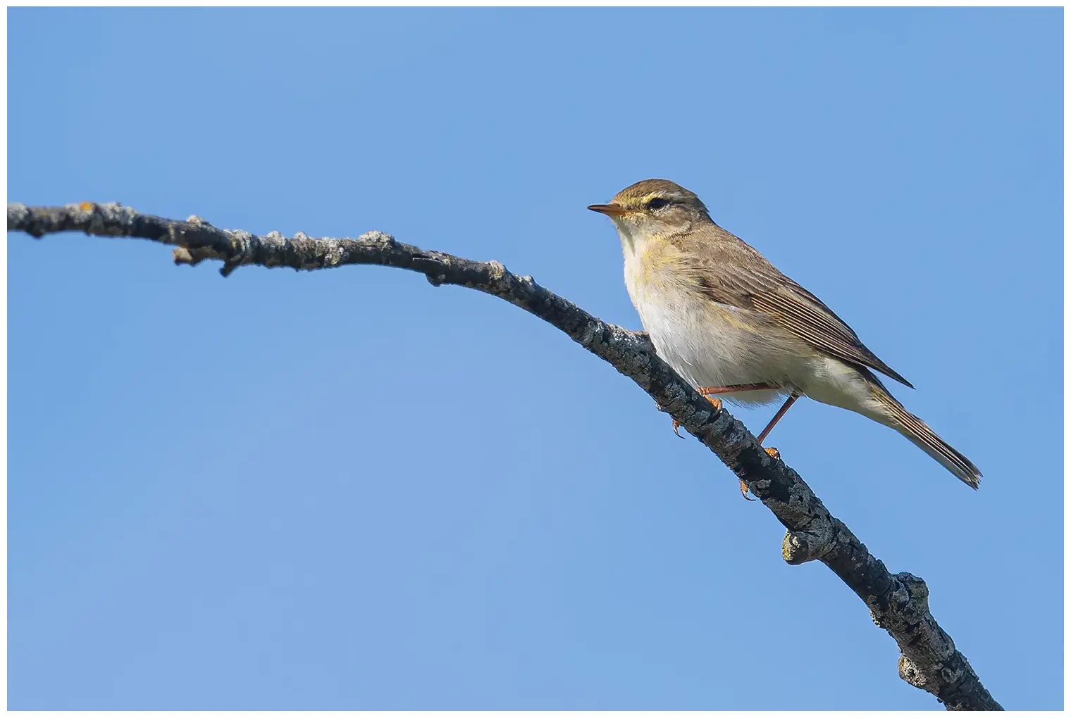 Willow Warbler