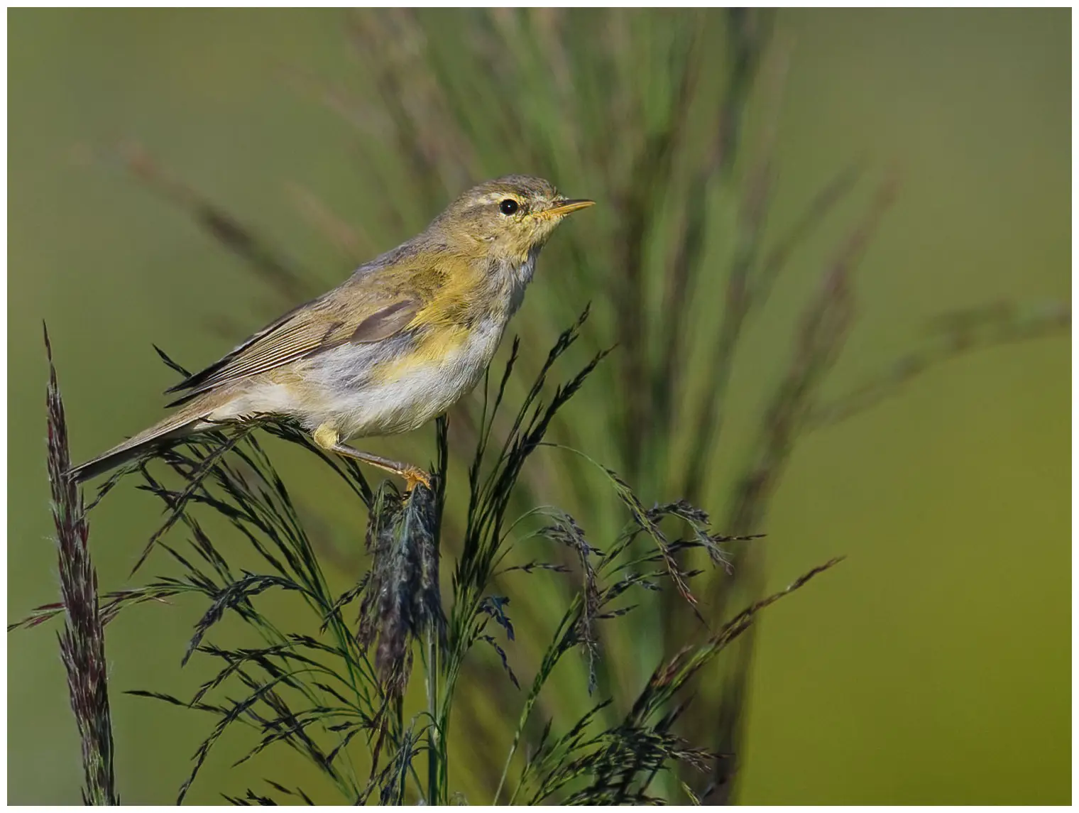 Willow Warbler