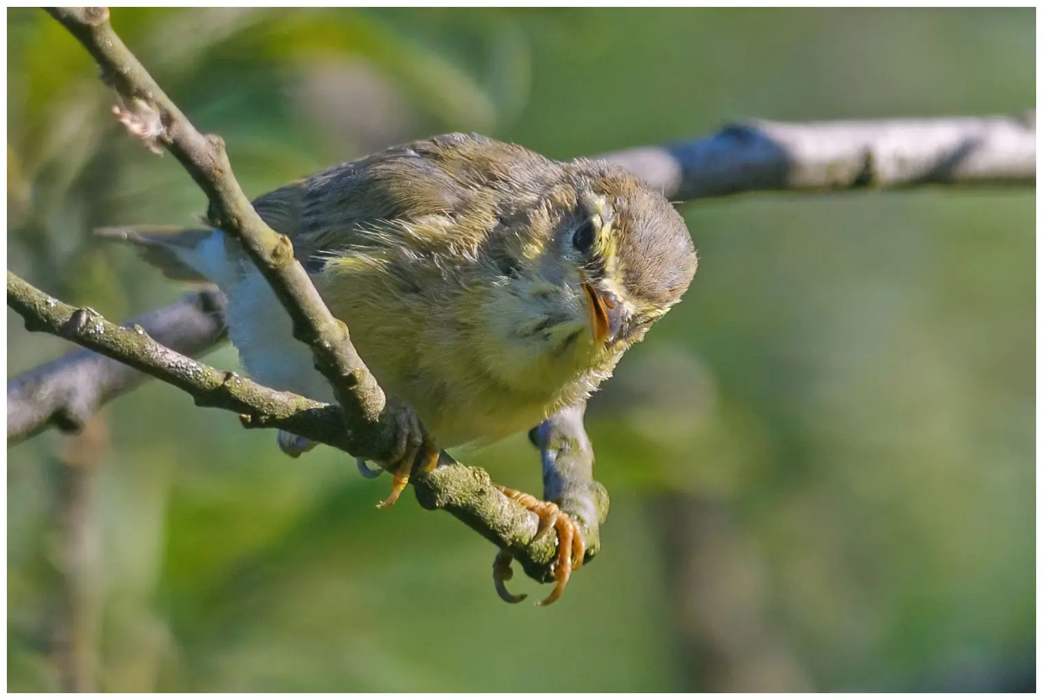 Willow Warbler