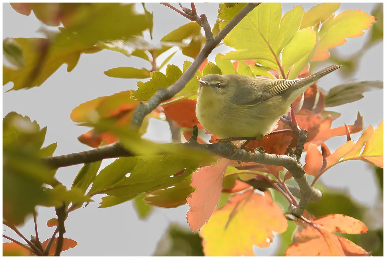 Willow Warbler