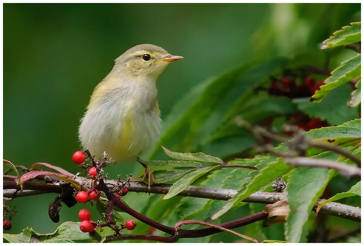 Willow Warbler