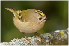 Goldcrest
