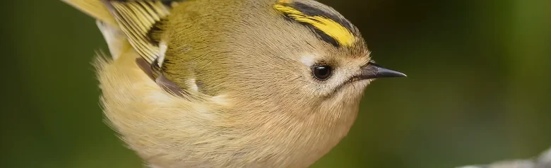 Goldcrest