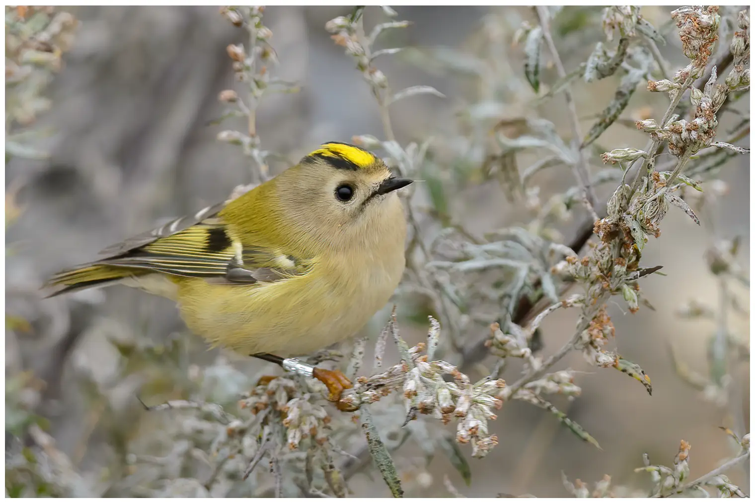 Goldcrest