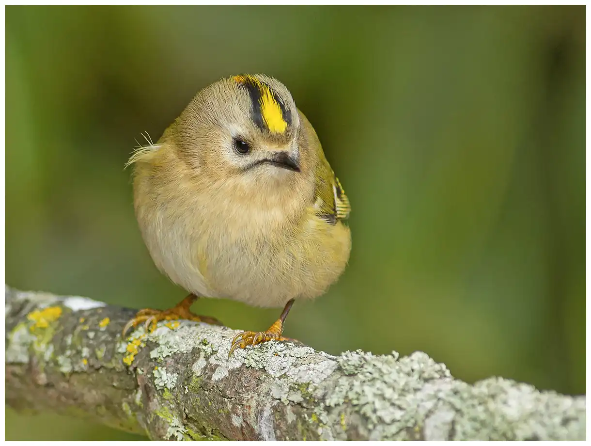 Goldcrest